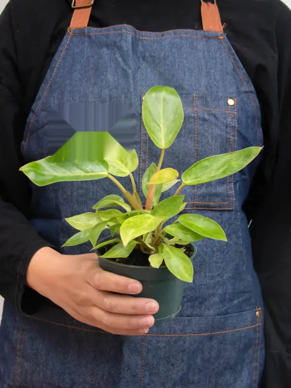 Philodendron 'Painted Lady' — additional view