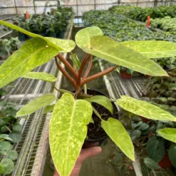 Philodendron 'Painted Lady' — additional view