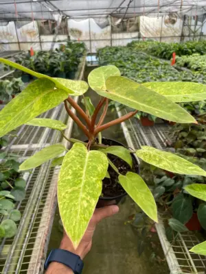 Philodendron 'Painted Lady' — additional view