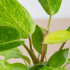 Philodendron 'Painted Lady' — additional view
