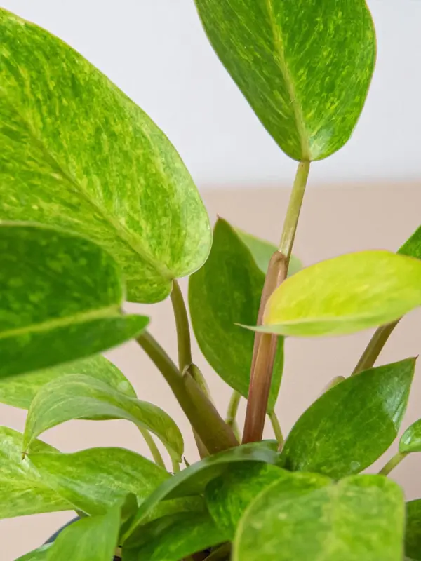 Philodendron 'Painted Lady' — additional view