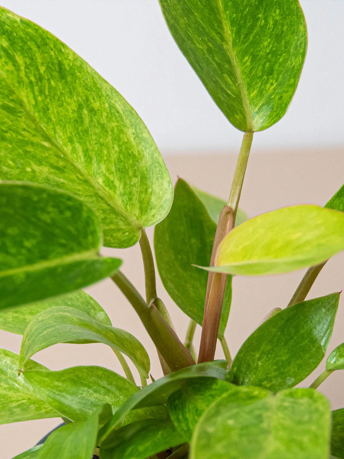 Philodendron 