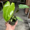 Philodendron 'Paraiso Verde' houseplant
