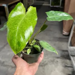 Philodendron 'Paraiso Verde' houseplant