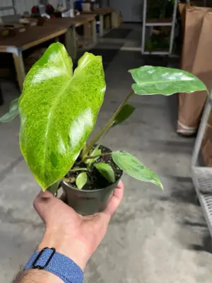 Philodendron 'Paraiso Verde' houseplant