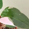 Philodendron 'Pink Princess' houseplant