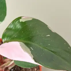 Philodendron 'Pink Princess' houseplant