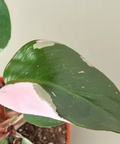 Philodendron 'Pink Princess' houseplant