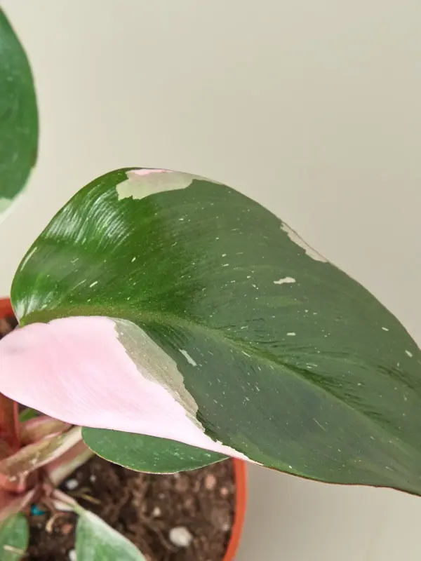 Philodendron 'Pink Princess' houseplant