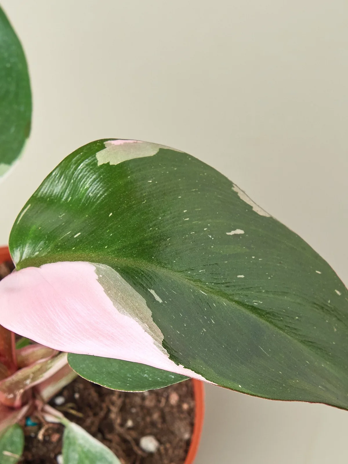 Philodendron 