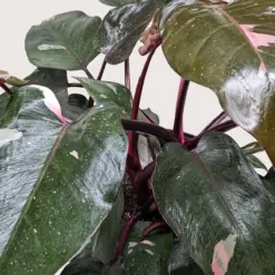 Philodendron 'Pink Princess' — additional view