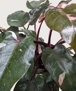 Philodendron 'Pink Princess' — additional view