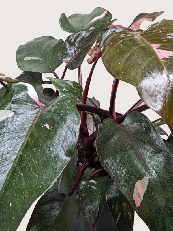 Philodendron 'Pink Princess' — additional view