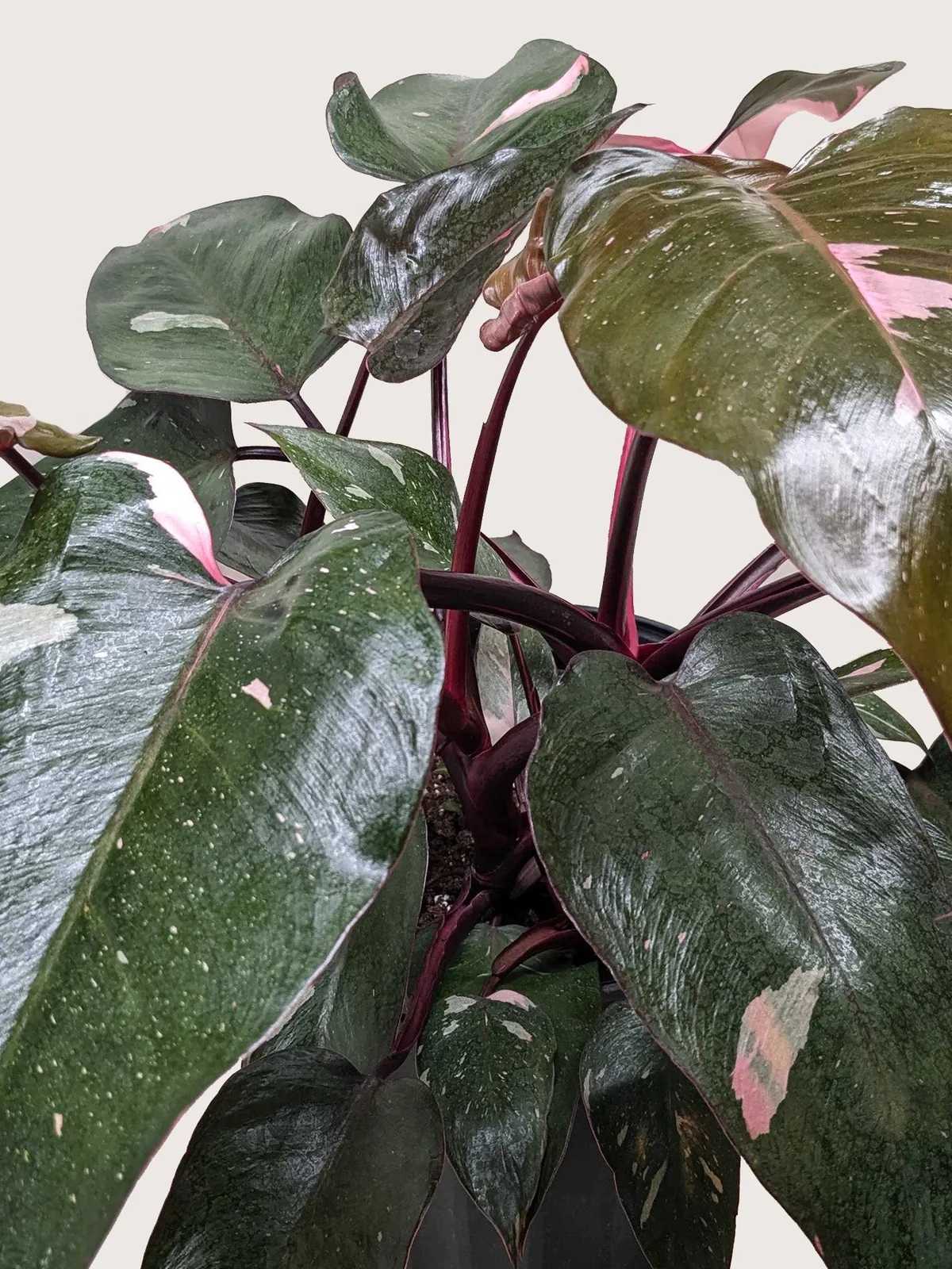 Philodendron 
