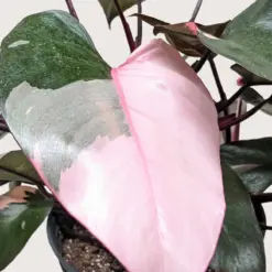 Philodendron 'Pink Princess' — additional view