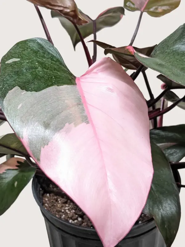 Philodendron 'Pink Princess' — additional view