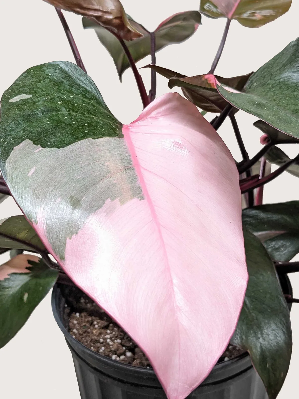 Philodendron 