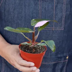 Philodendron 'Pink Princess' — additional view