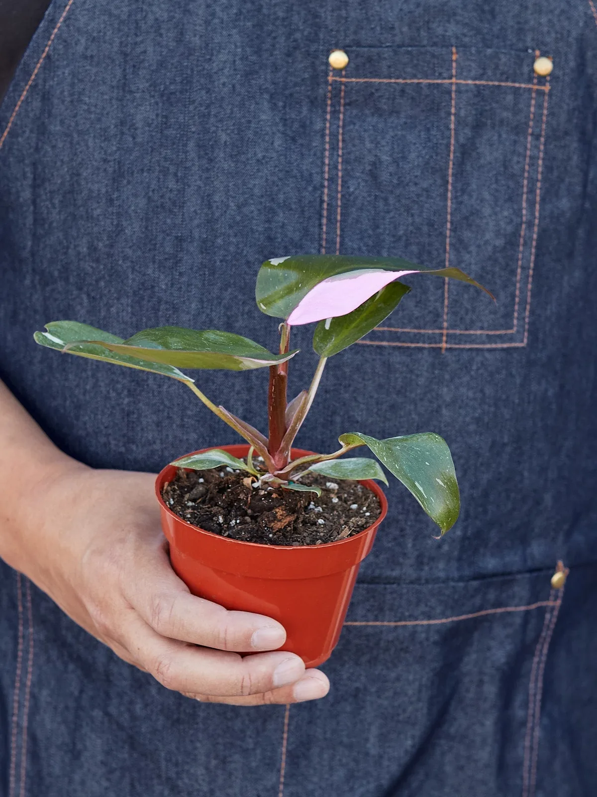 Philodendron 