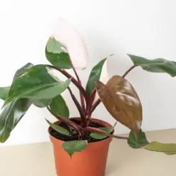 Philodendron 'Pink Princess' — additional view