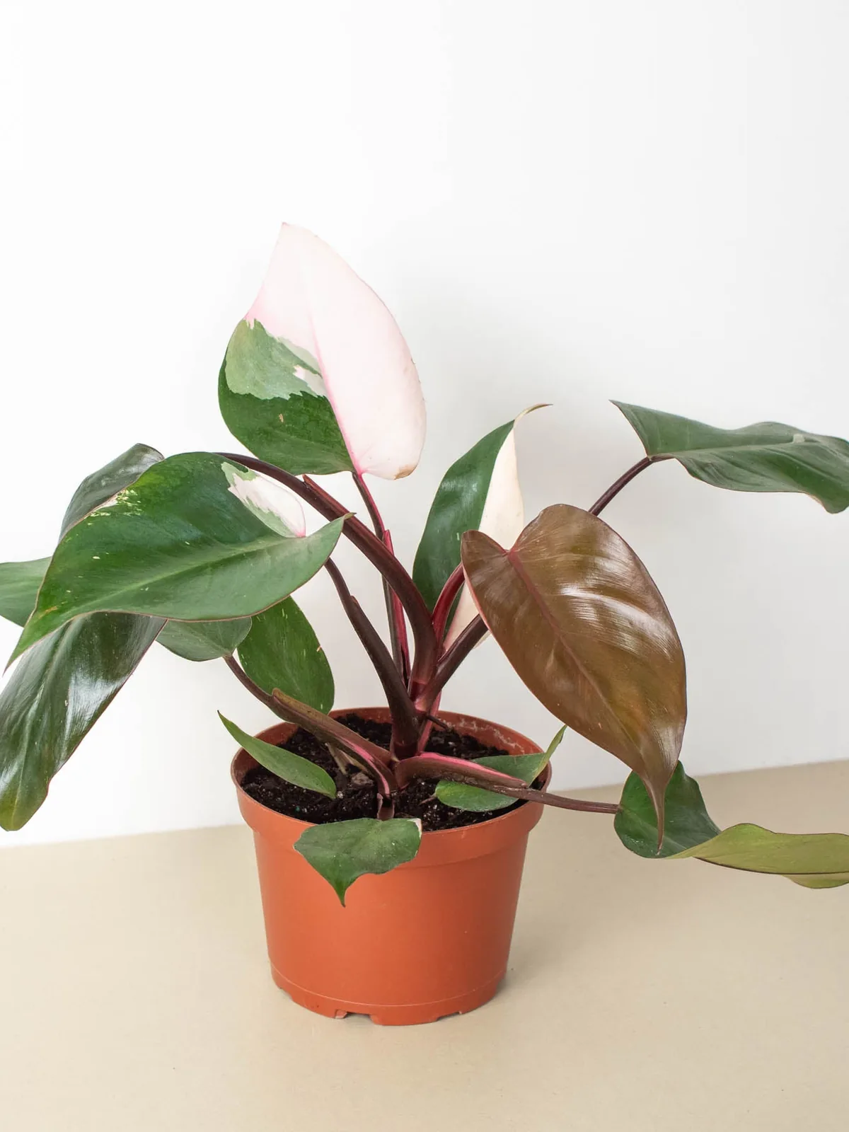 Philodendron 