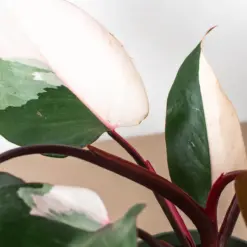Philodendron 'Pink Princess' — additional view