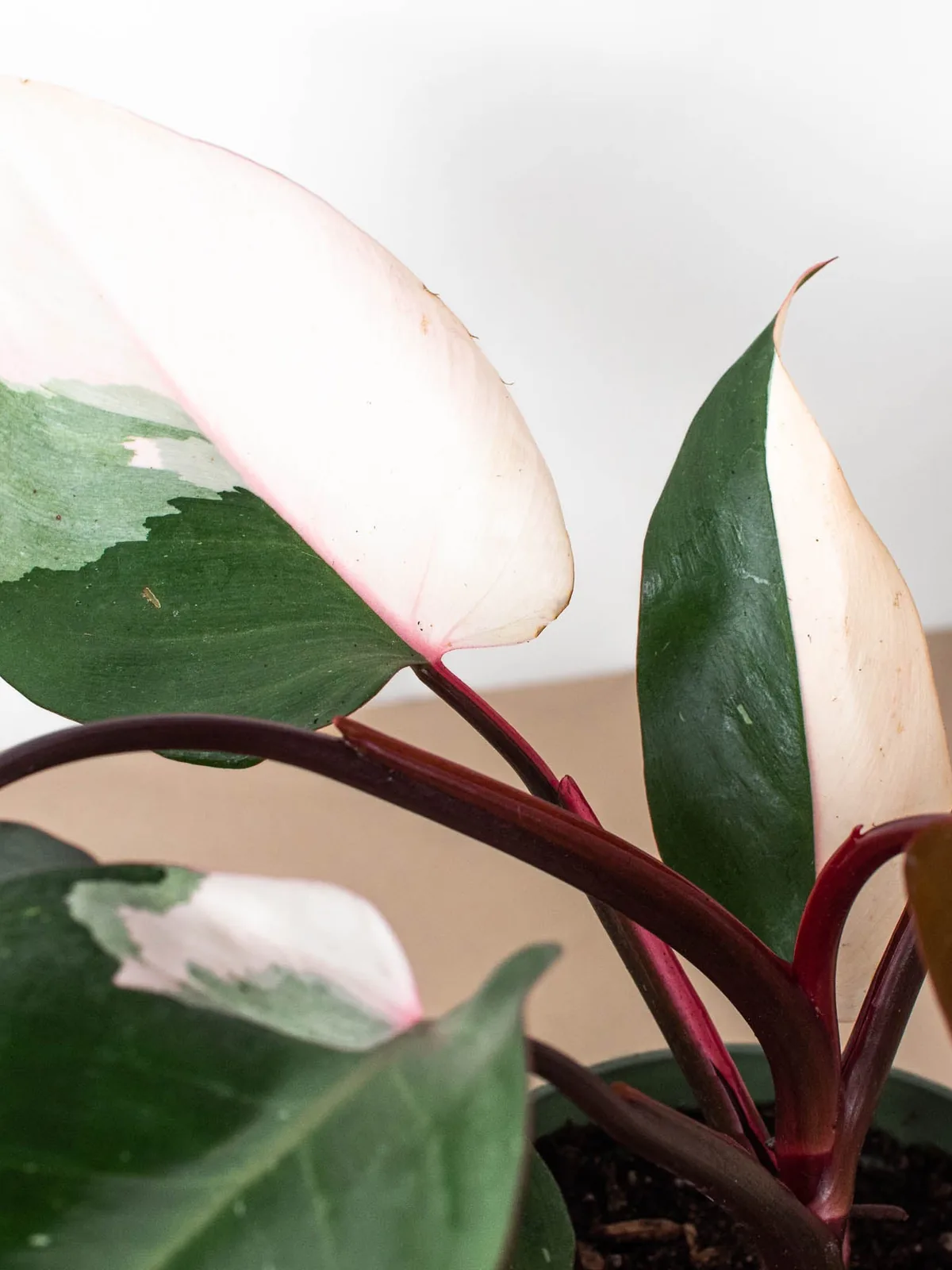 Philodendron 