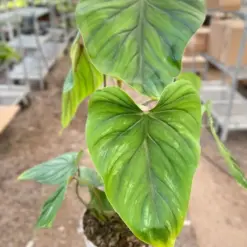 Philodendron PlowManii houseplant