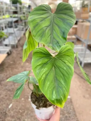 Philodendron PlowManii houseplant