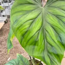 Philodendron PlowManii — additional view