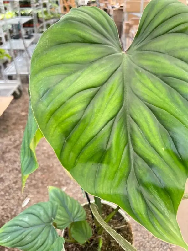 Philodendron PlowManii — additional view
