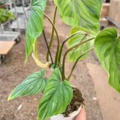 Philodendron PlowManii — additional view