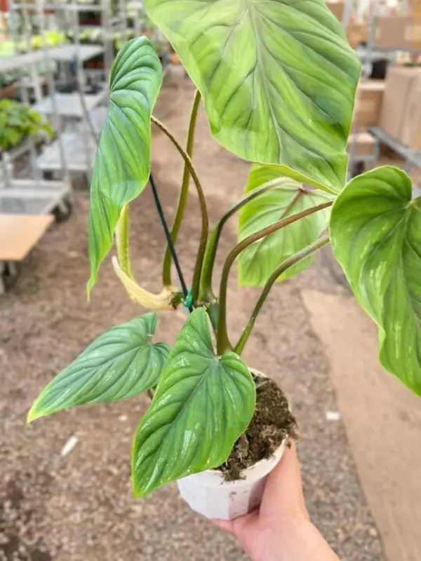 Philodendron PlowManii — additional view