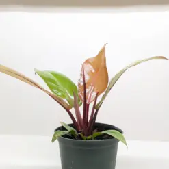 Philodendron 'Prince of Orange' houseplant