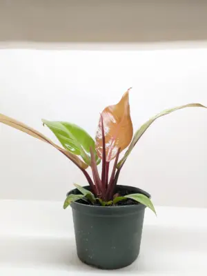 Philodendron 'Prince of Orange' houseplant