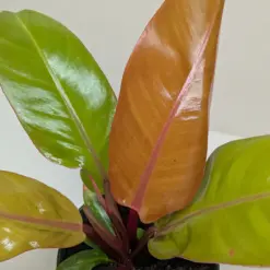 Philodendron 'Prince of Orange' — additional view