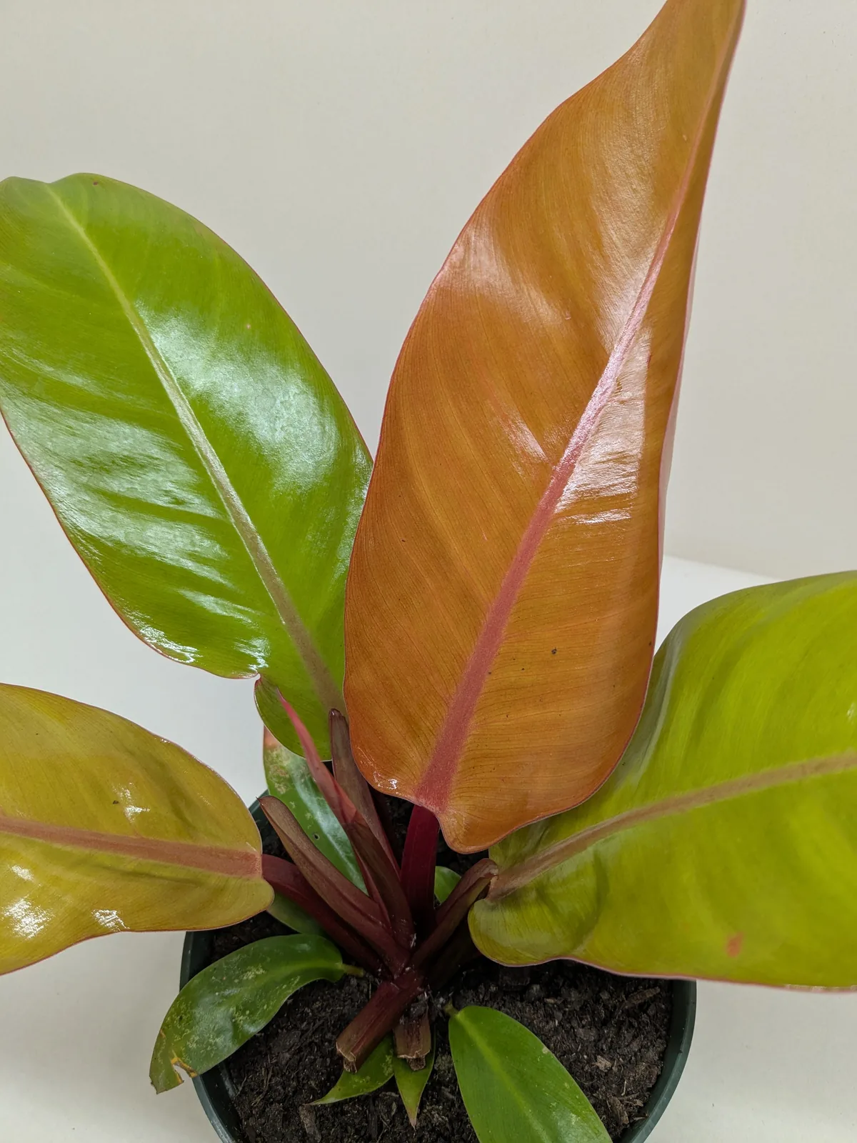 Philodendron 