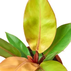 Philodendron 'Prince of Orange' — additional view