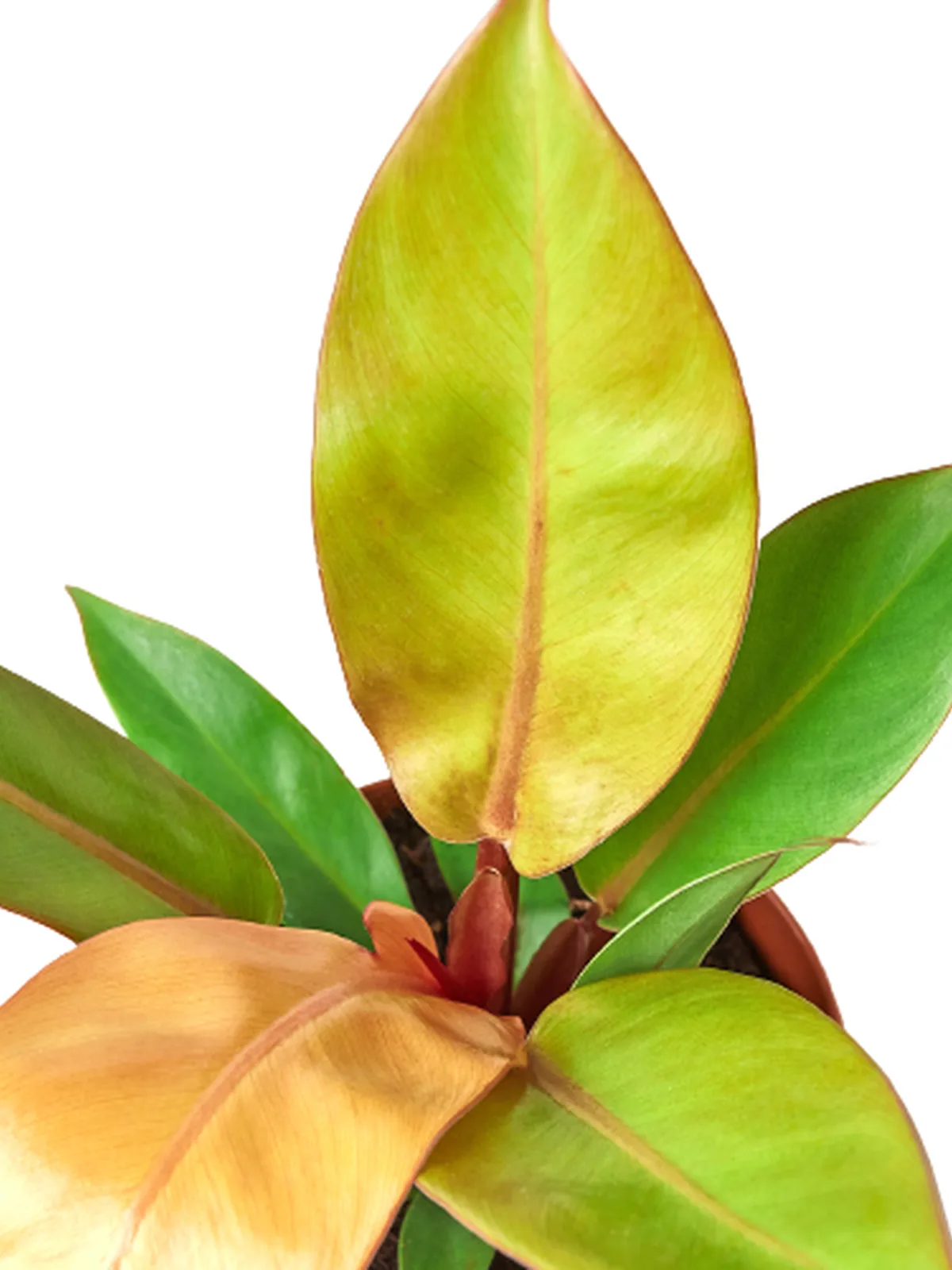 Philodendron 