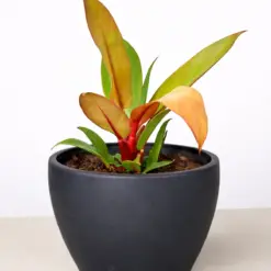 Philodendron 'Prince of Orange' — additional view