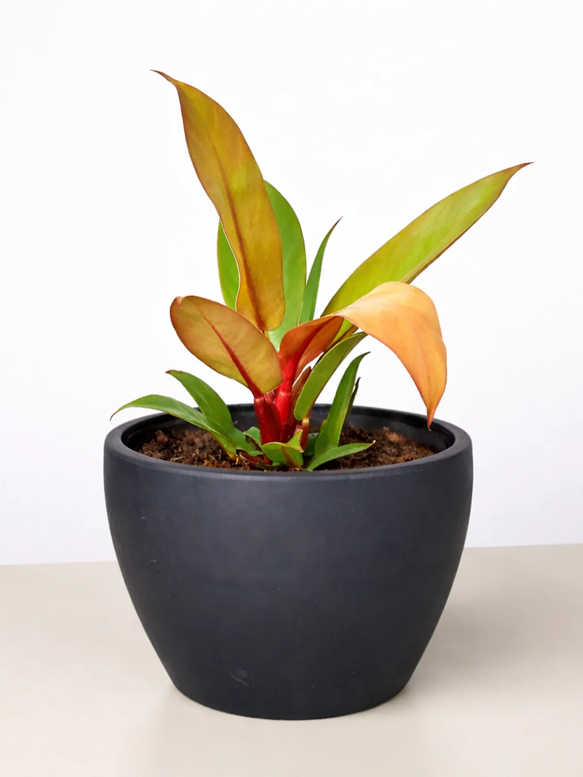 Philodendron 