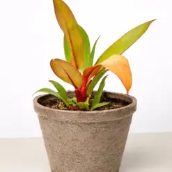Philodendron 'Prince of Orange' — additional view