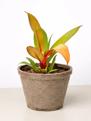 Philodendron 'Prince of Orange' — additional view