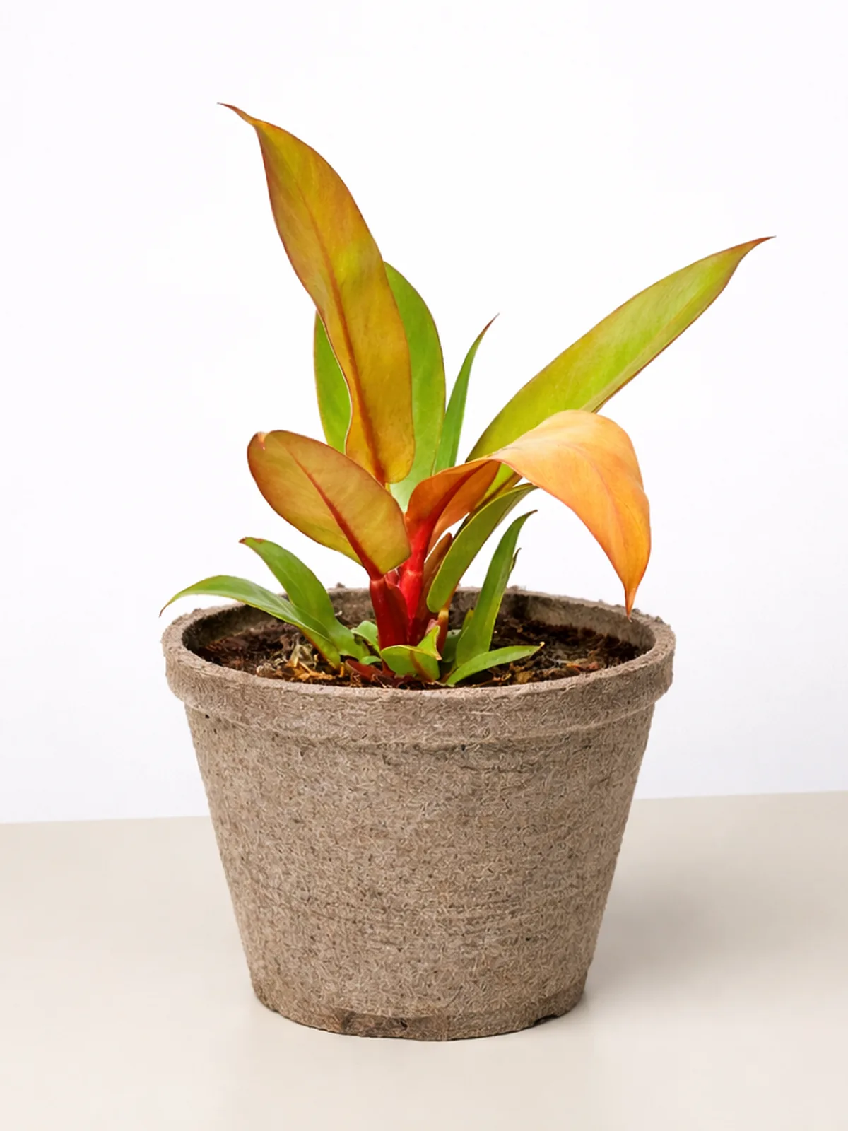 Philodendron 