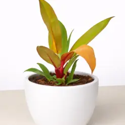 Philodendron 'Prince of Orange' — additional view