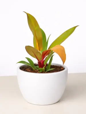 Philodendron 'Prince of Orange' — additional view