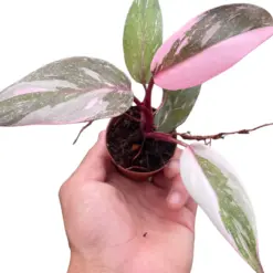 Philodendron 'Marble Pink Princess' houseplant