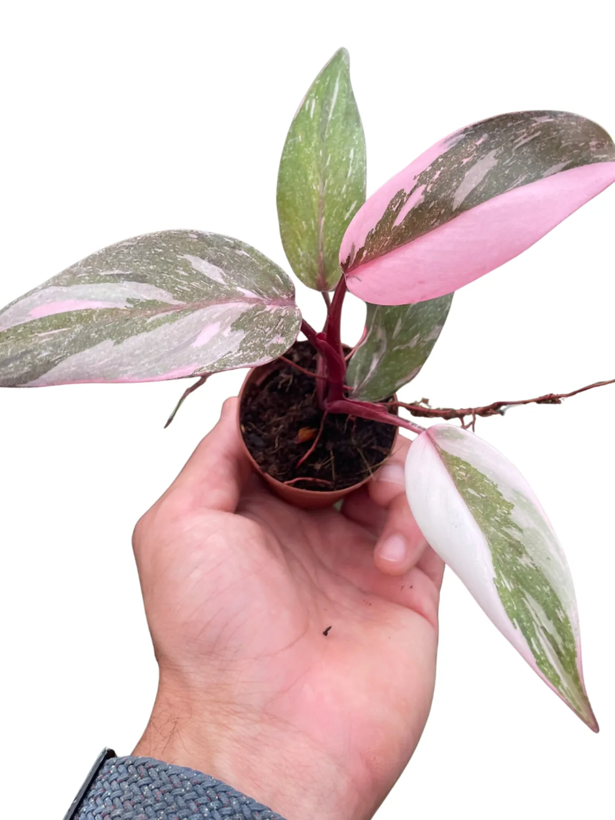Philodendron 