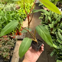 Philodendron Red Emerald houseplant