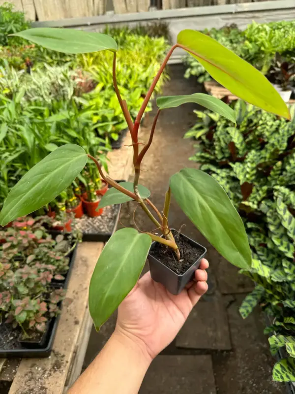 Philodendron Red Emerald houseplant